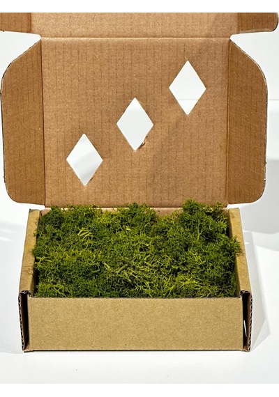 Reindermoss Şoklanmış Norveç Yosunu Terarium Yosunu Midium Green 100 Gr.