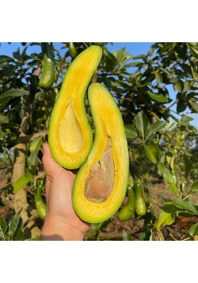 Dev Uzun Avokado Fidanı Long Neck - 2 Yaş Aşılı Sertifikalı - Gurme Çeşit Saksıya Uygun 50-70 Cm