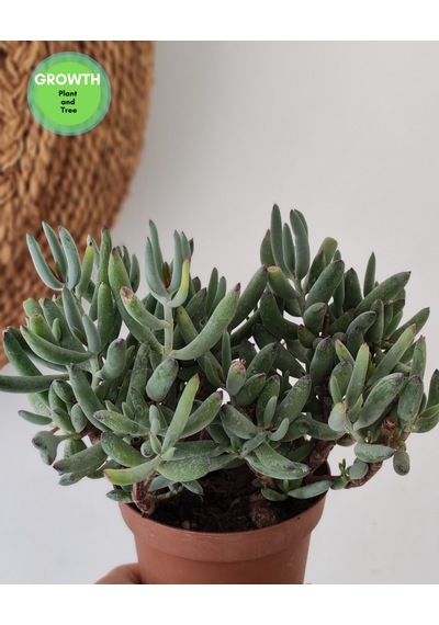 Cotyledon Orbiculata Sukulent 1 Adet