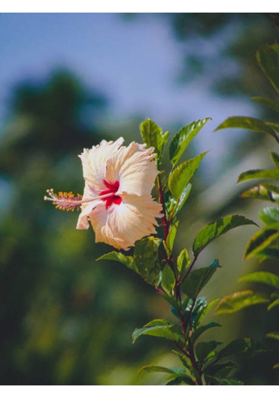 Videolu 3'lü Karışık Renk Japon Gülü Çiçeği 20-30 Cm Tüplü Çiçekli Bodur Bitki Camellia Japonica