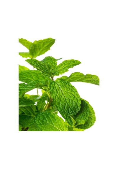 Videolu Mini Saksıda Nane Fidesi 1 Adet Saksılı/ Tüplü 10-15 Cm Mentha
