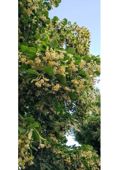 Ihlamur Fidanı 60 80 Cm