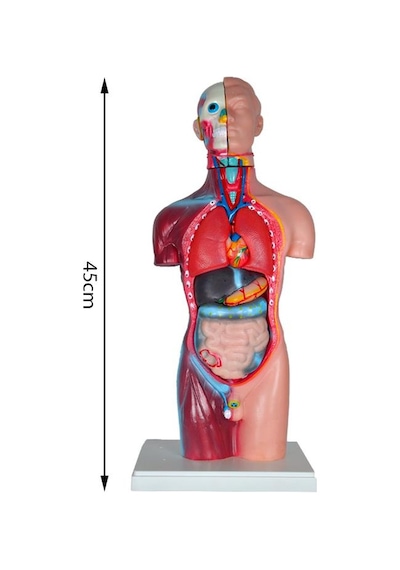 Temel Büyük İnsan Vücudu Modeli 45 Cm