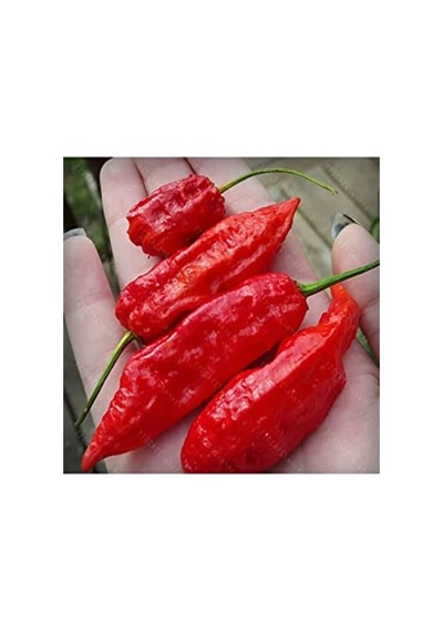 20 Adet Kırmızı Bhut Jolokia Biber Tohumu, Acı Seçim