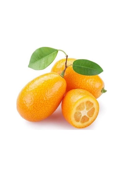 2 Yaş Aşılı Kamkat Süs Portakalı Fidanı. Torbada
