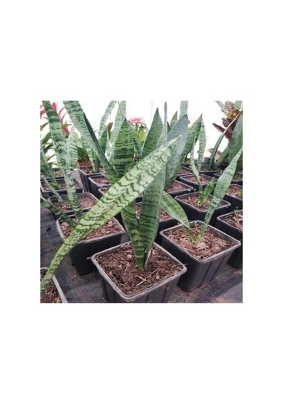 Sansevieria Paşa Kılıcı Hava Temizleyici Bitki Ev Ofis Bitkisi 10-20 Cm