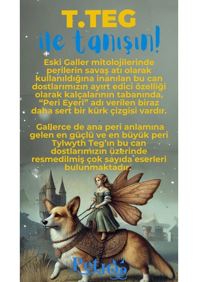 Petjoo 15.T.Teg Mavi-Sarı Qr'lı Köpek Künyesi