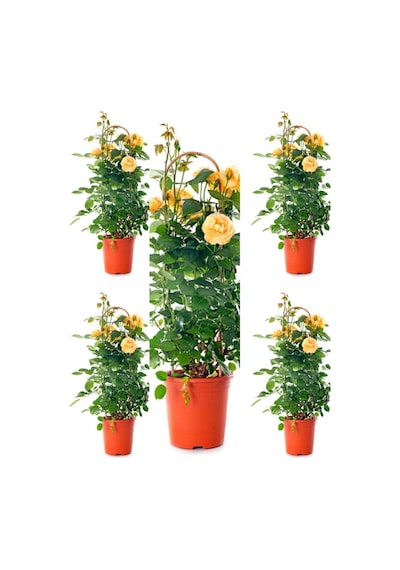 Videolu Sarı Kokulu Gül Fidanı 50-70 Cm 5 Adet Saksılı Bahçe Gülü Yellow Roses