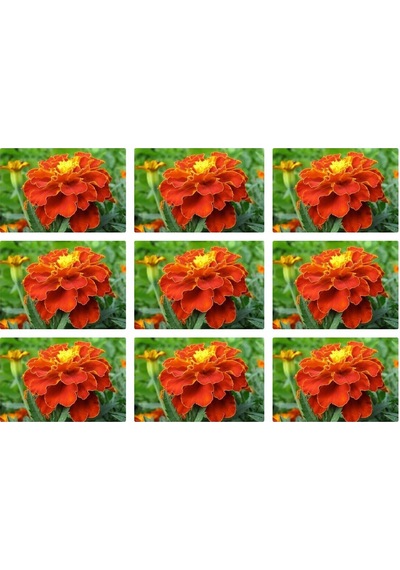 Videolu Turuncu Kabristan Için 9lu Kdife Çiçeği 15-25 Cm Tüplü Dış Mekan Orange Cemetery Plant