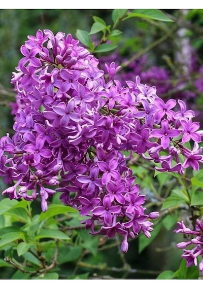 Leylak Fidanı 2 Adet Syringa Chinensis 50-100 Cm