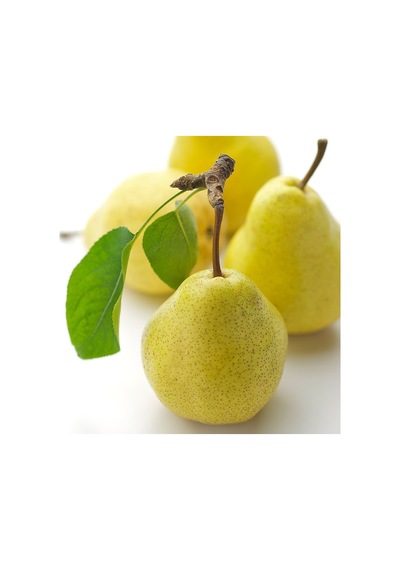 Tüplü Aşılı Aromatik Leziz Williams Barlett Armut Fidanı