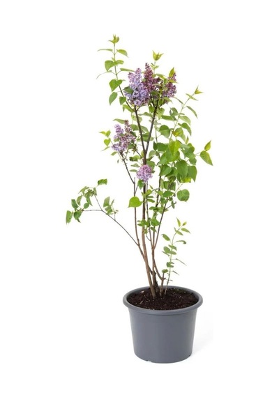 Leylak Fidanı Çiçeği Kokulu 30-50 Cm Bahçe Bitkisi