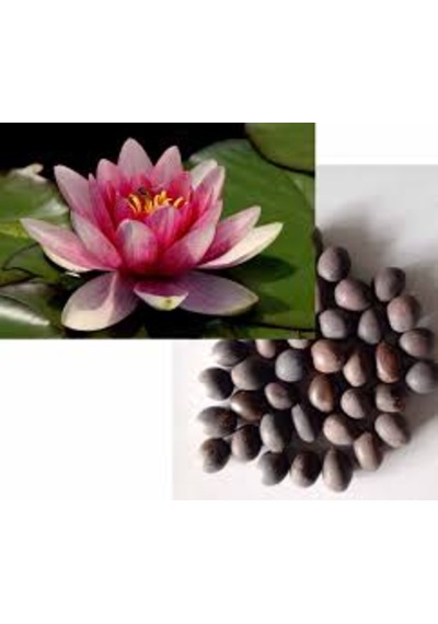 15 Adet Tohum Kutsal Karışık Renkli Lotus Su Çiçeği Taylan Çiçeği
