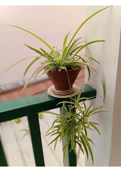 Videolu Kurdela Çiçeği 20 40 Cm 1 Adet Saksılı Bahçe Salon Bitkisi Chlorophytum