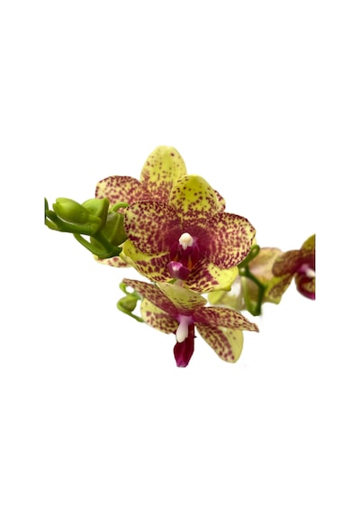 Phalaenopsis 'wild Geel' Sarı Orkide Ø12 Cm 45-50 Cm