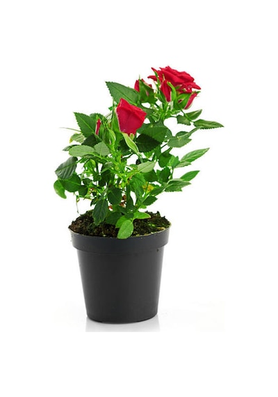 Videolu Kırmızı Gül 2 Adet Saksılı 40-60cm Aşılı Gül Bahçe Bitkisi Red Roses