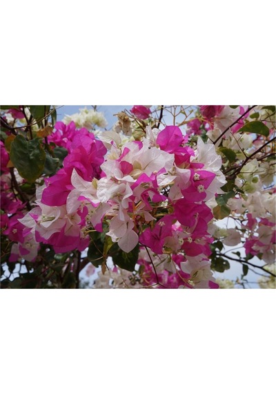 Begonvil Çift Renk Beyaz - Pembe 50 - 70 Cm Bougainvillea