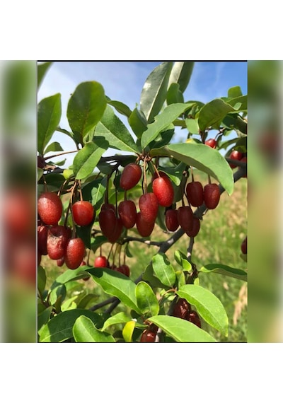 Japon Kirazı Big Goumi 50 -75cm Özel Ürün