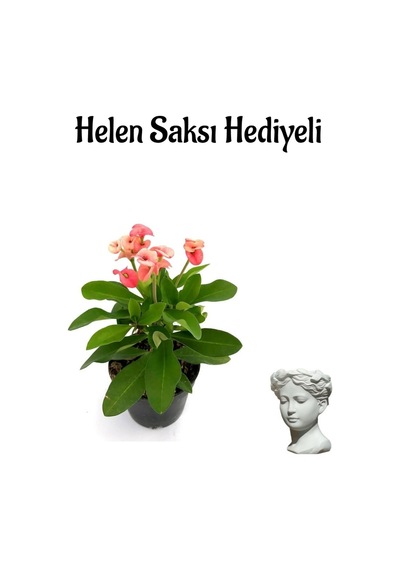 Kadınlar Gününe Özel Pembe Milii Dikenler Tacı Çiçeği Helen Saksı Hediyeli