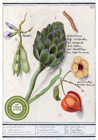 Yörem Afyon Doğanın Arınma Detoksu Hakiki Enginar Yaprağı Cynara Scolymus 60gr.