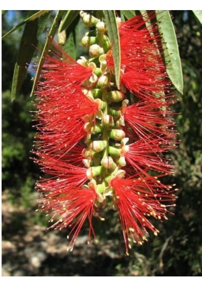 Fırça Çalısı Callistemon 3 Adet
