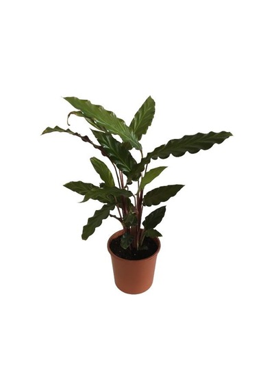 Kalatya Calathea Rufibarba Wavestar