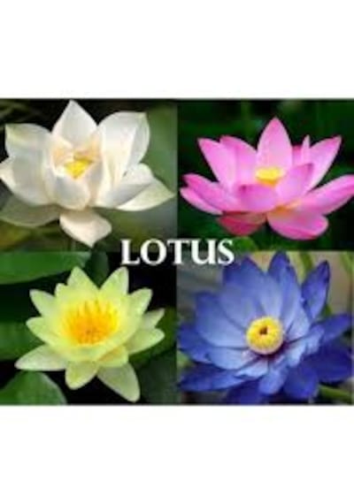 5 Adet Tohum Nadir Bulunan Karışık Renkli Lotus Çiçeği Tohumu