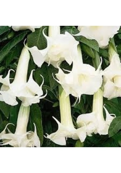 5 Adet Tohum Nadir Bulunan Beyaz Angel Trumpet Çiçeği