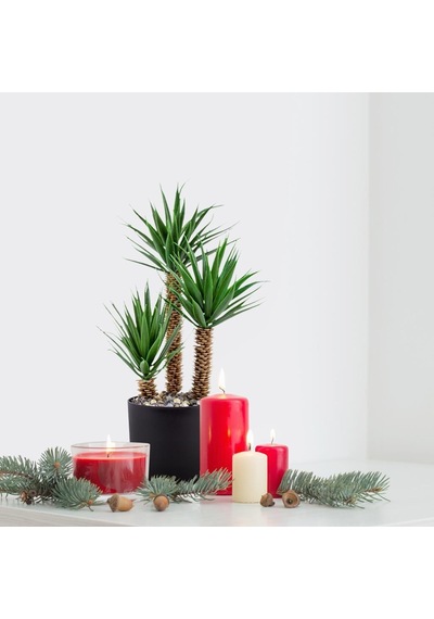 Siyah Saksıda Üç Dal Yapay Kaktüs Aloevera