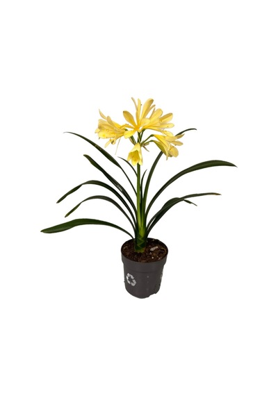 Clivia Miniata 'yellow' Klivya Çiçeği