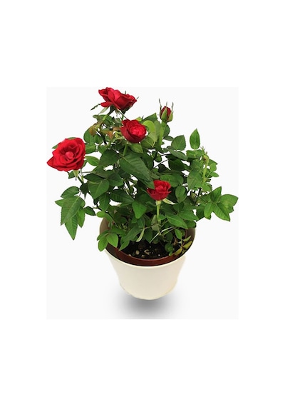 Yediveren Saksılı Kırmızı Gül –20-30cm
