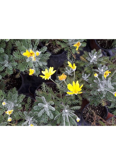 Sarı Papatya Euryops 10 Adet - Çok Yıllık Dış Mekan Çiçeği