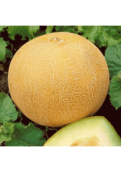 Ananas Kavun Tohumu 10 GR Paket