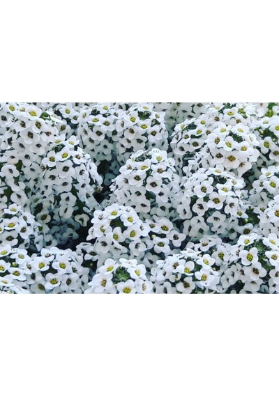 Karışık Kraliyet Halısı Çiçeği Tohumu Alyssum Flower Tohumu Ekim Seti 10 Tohum + Saksı + Toprak
