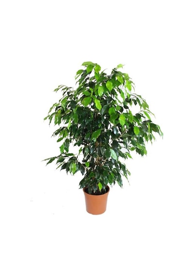 Ficus Benjamin  Daniella 90 - 100 CM
