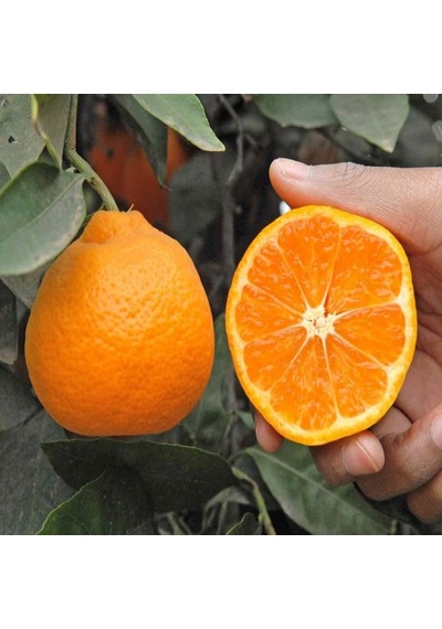 Tüplü Aşılı Yumuşak Dokulu Miho Wase Mandalina Fidanı