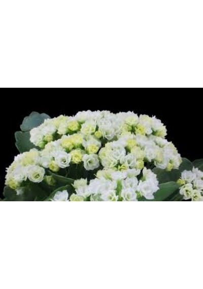Kalanşo Çiçeği Kalanchoe 10 Adet Beyaz