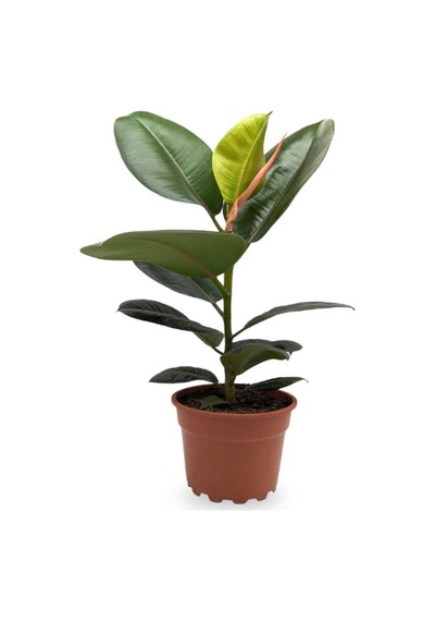 Yeşil Parlak Yapraklı Kauçuk Çiçeği 1 Adet Saksılı 20-45cm Ficus Elastica