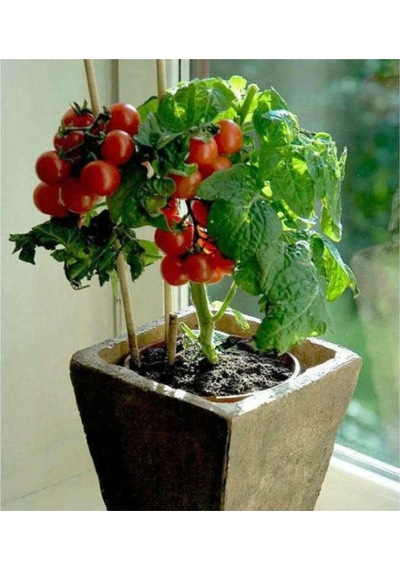Süper Paket Cherry Domates Tohumu Saksılık Cherry Domates Tohumu 150 Adet Tohum