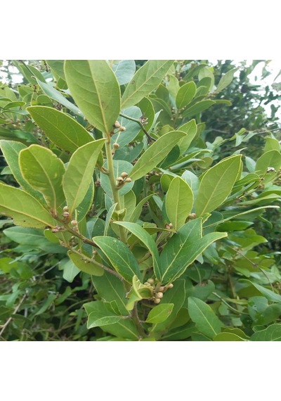 Yeni Hasat Kuru Defne 250 Gr
