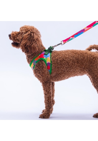 Rainbow Crew Göğüs Tasması Ve Sevk Kayışı Tasma Seti Renkli Kedi Köpek Göğüs Tasması Seti M Çok Renkli