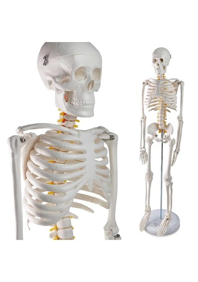 İnsan İskeleti Modeli, Sinir Sistemli - 85 Cm - İskelet Maketi 01