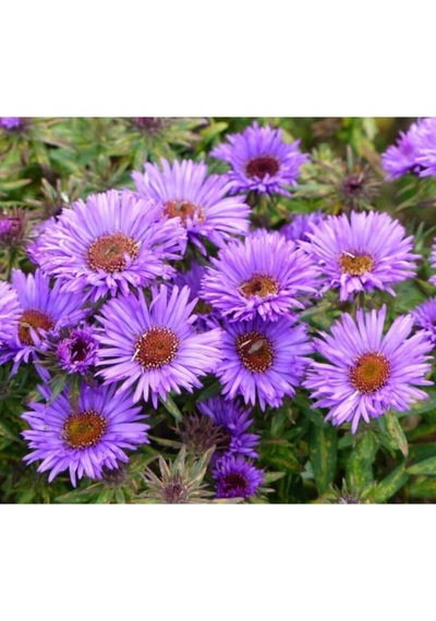Ezan Çiçeği Ve Aster Papatya Tohumu
