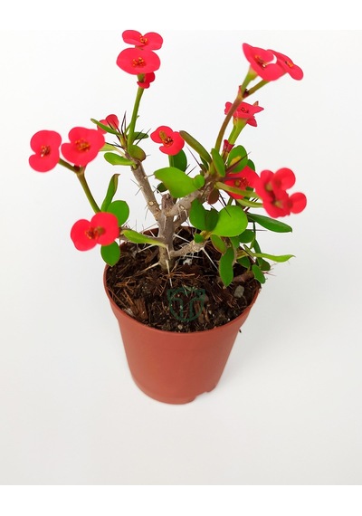 Dikenler Tacı Euphorbia Miili Mini Kırmızı Çiçekli Kaktüs