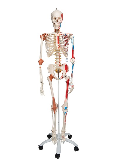 Iskelet Modeli. Kasları Ve Ligamentleri Gösteren 180 Cm