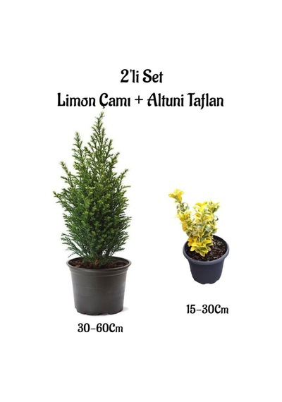 Kokulu Limon Çamı+ Altuni Taflan 2'li Set Saksılı/tüplü Bahçe Bitkisi