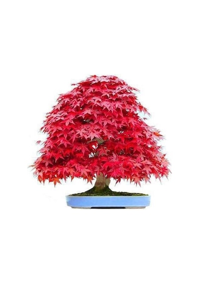 Ithal Acer Rubrum Bonzai Ağacı Tohumu Ekim Seti