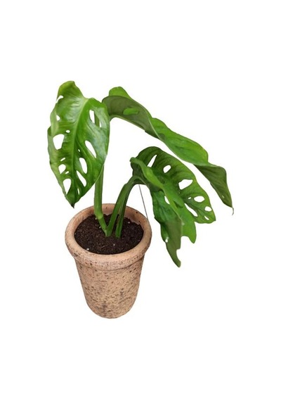 Monstera Obliqua Deve Tabanı Sarmaşık Cins Özel Toprak Saksısında