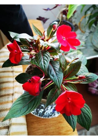Videolu Cam Güzeli Çiçeği Kırmız-pembe 2 Adet Saksılı 20-40 Cm Yeni Gine Impatiens Walleriana