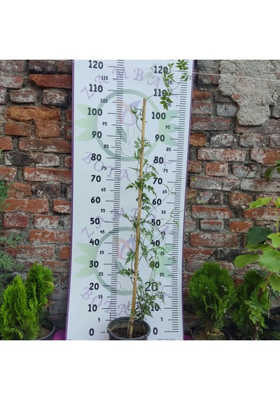 Jasminum Polyanthum - Hoş Kokulu Ve Gösterişli Çiçekli Bitki Şam Yasemini Değil